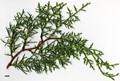 SpeciesSub: var. arizonica